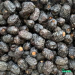 Premium Ajwa Al Madinah Dates from Saudi Arabia - Image 3